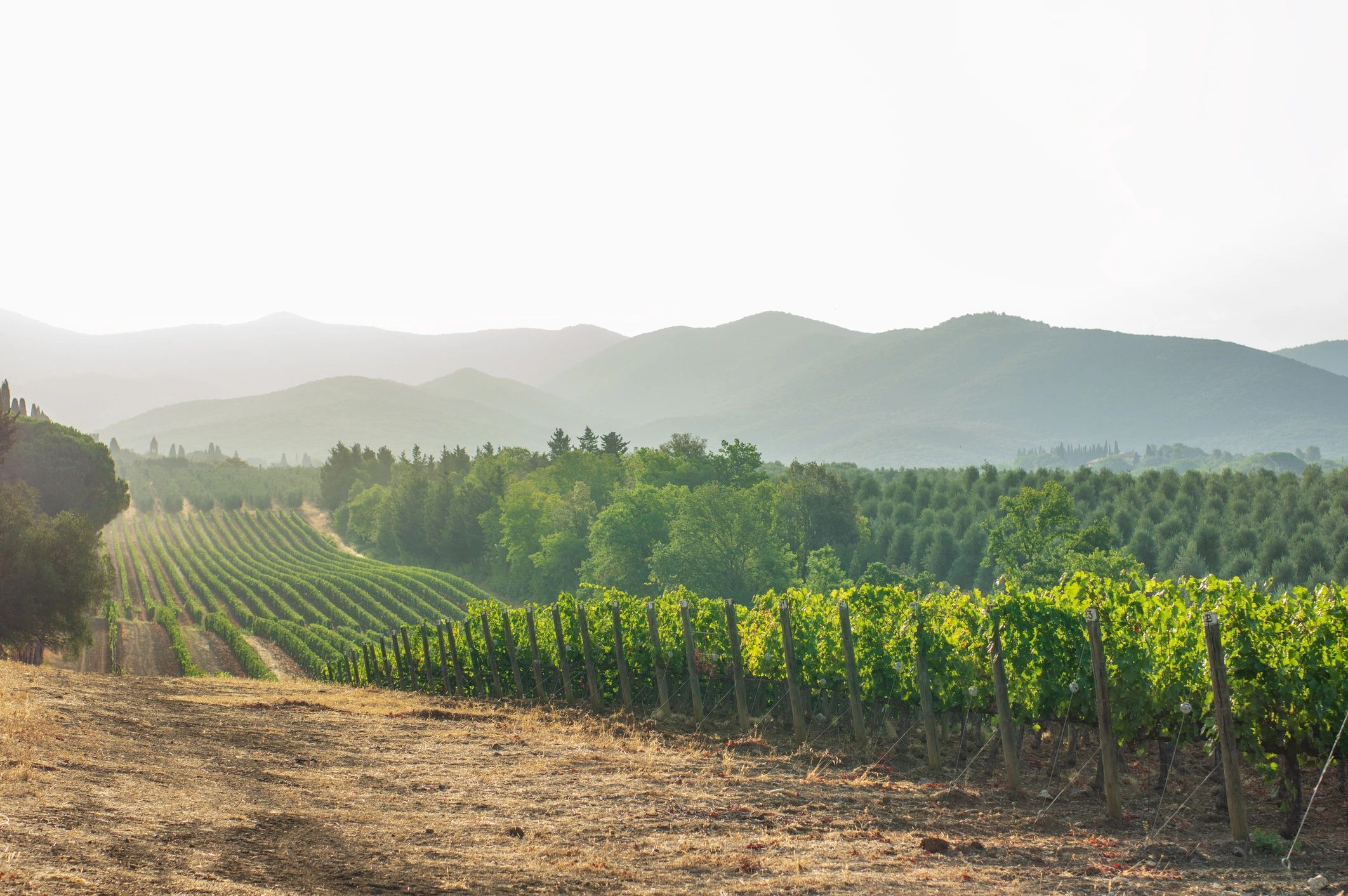 viñedo español al atardecer