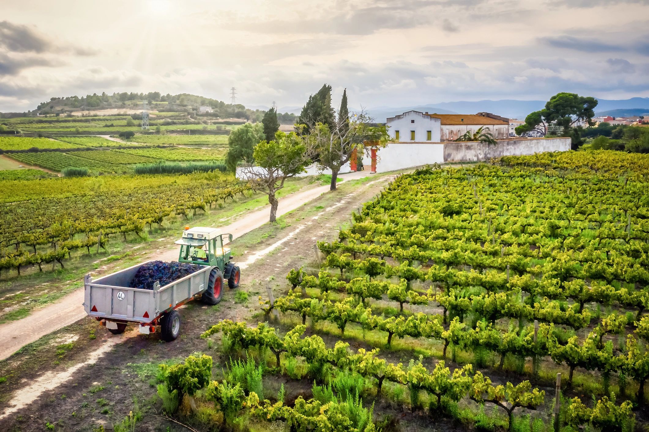 Spanish red wine bottle Tempranillo